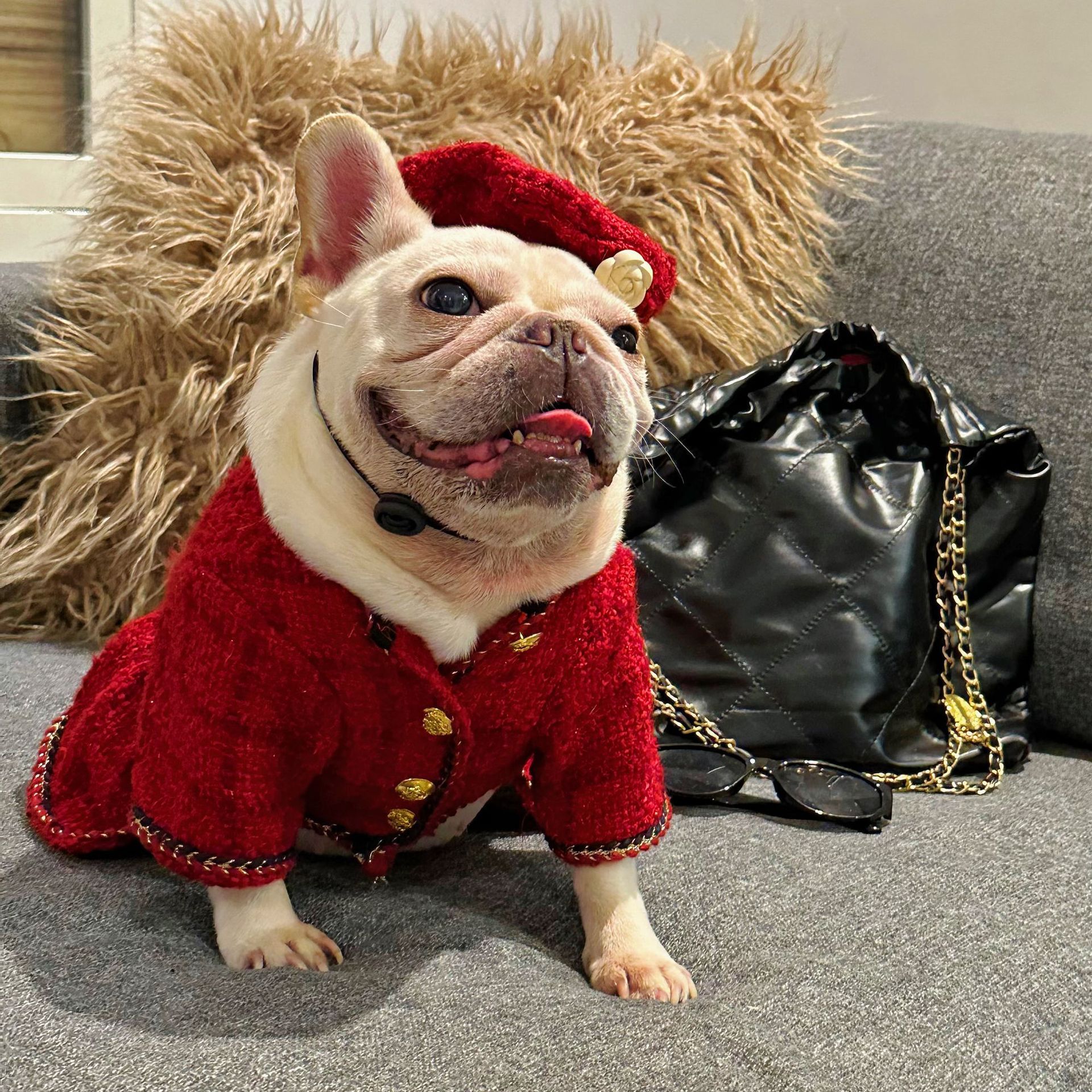 Pet Trendy Brand Popular Clothing - Image 6