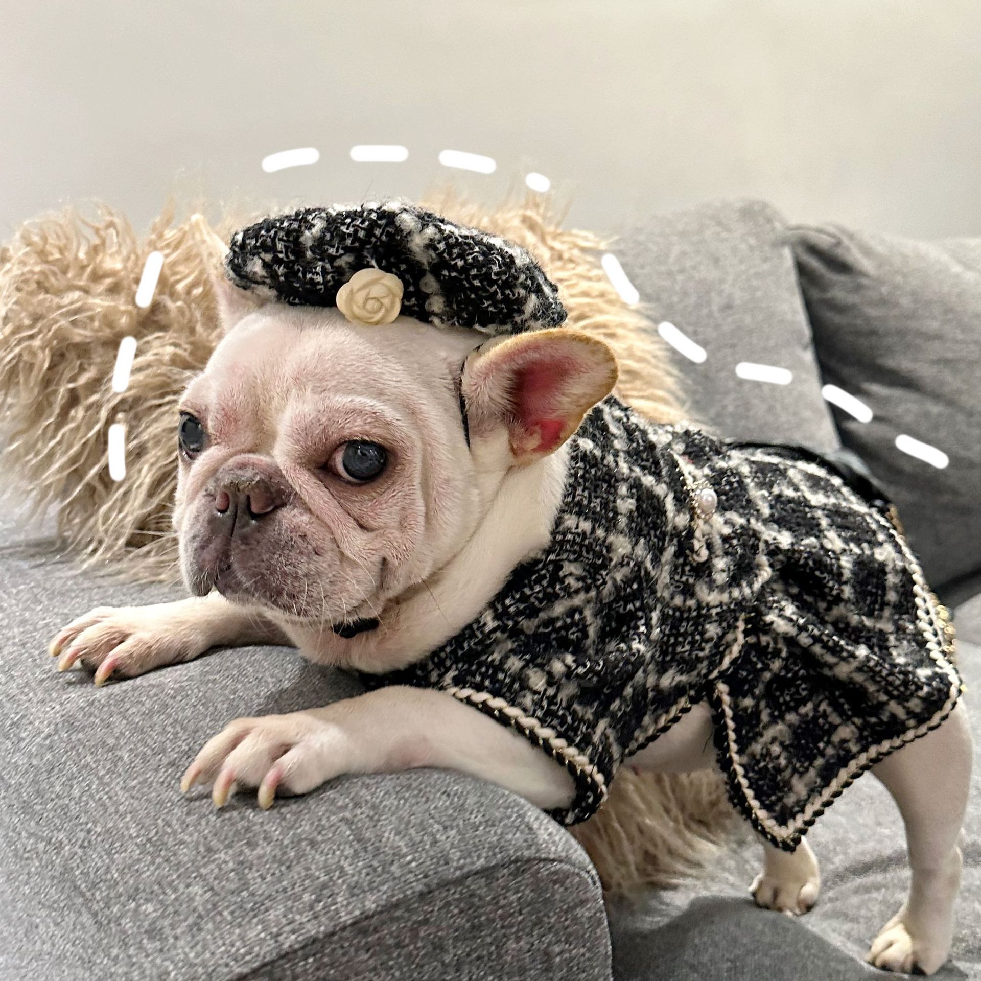 Pet Trendy Brand Popular Clothing - Image 5