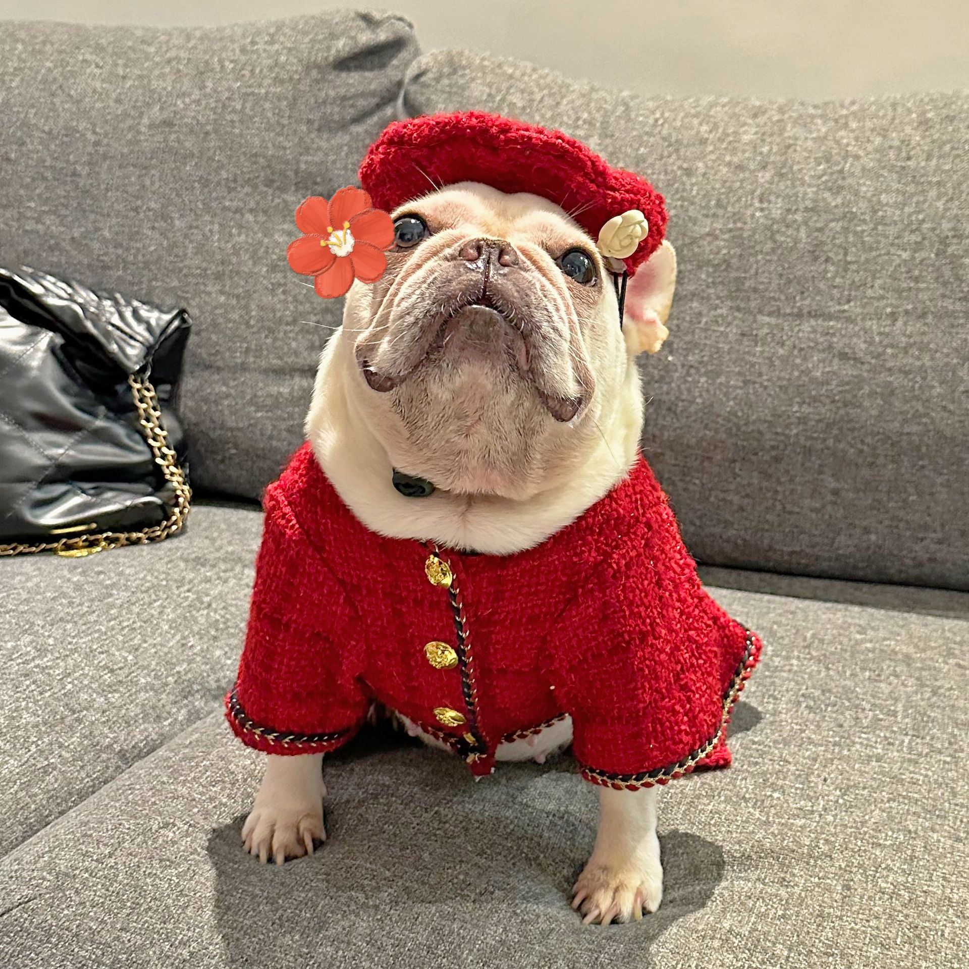 Pet Trendy Brand Popular Clothing - Image 7
